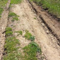 Allergiker bitte aufpassen!! Unzähliche Erdwespennester