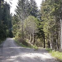 15.4 km Gerade: Eisenpass; Rechts: Forststraße