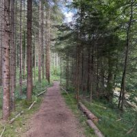 Hier wieder waldig weiter, auf schönem weichen Waldboden