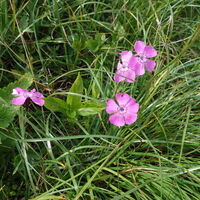 Flora: Steinnelke