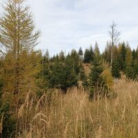 vom Lärchbaumriegel zum Saurüssel