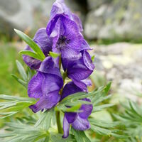 der Blaue Eisenhut - einer der giftigsten Pflanzen im Alpenraum