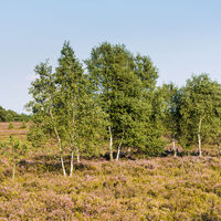 Osterheide