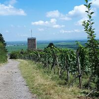 Wachtenburg mit Ausblick umgeben von Weinreben