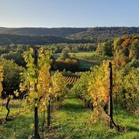 Weinberge Zaberfeld
