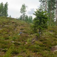 Lehmijoen Naturpfad