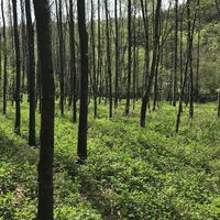 Wanderweg, kleine Raabklamm in der Oststeiermark