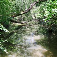 Feuchtflächen im Auwald