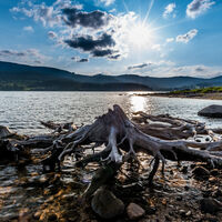 Wurzel beim Schluchsee