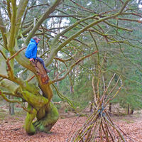 Wanderer auf einer Buche am NORDPFAD Hinzel