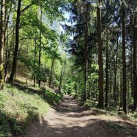 Waldweg ohne Wegweisung