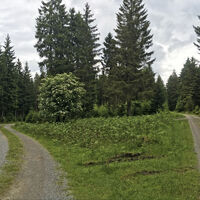 Waldwege