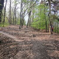 Waldweg auf den Gleichenberger Kogel
