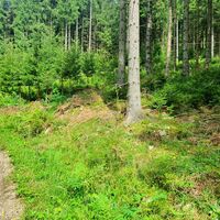Zwischenstromweg durch den Bloßmauer Wald