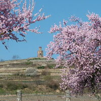 Flaggenturm auf der Etappe Bad Dürkheim - Neustadt