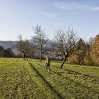 Der Weg führt entlang der Allee