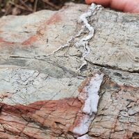 Spuren von Phycoden