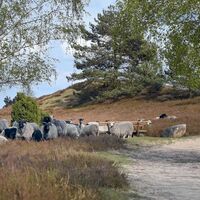 Heidschnucken in der Nemitzer Heide