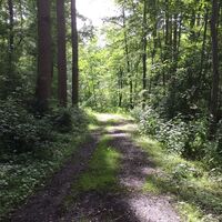 Waldweg im Höngener und Saeffelener Bruch