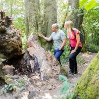 Aachener Wald