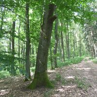 Naturnahe Wege