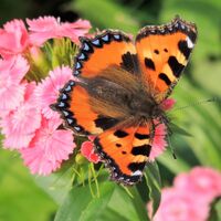 Immer weniger SCHMETTERLINGE in der NATUR,....WARUM NUR ? (Copyright: Karl Gradwohl)