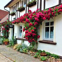 Rosenstöcke an der Pension Schwarzer