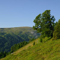 überall stehen schöne Zirben