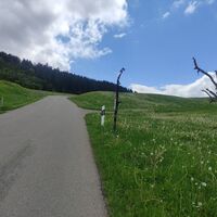 Bunter Baum zwischen Heimhofen und Rutzhofen