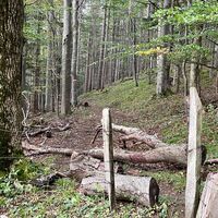 Kruckenbrettl - Trail