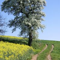 Birnbaumblüte im Mostviertel
