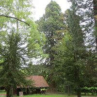 Große Wellingtonien mit Rasthütte