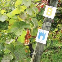 Tourismus Service Bergstrasse Burgensteig Weinheim Markierung Maria Zimmermann