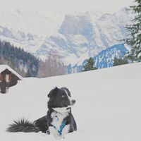Hundefreundlicher Winterwanderweg