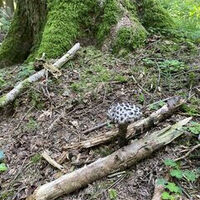 Gemarkungswanderung entlang der Gemarkung Mutlangen