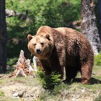 Der Bär ist los