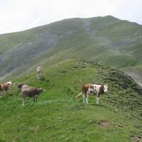 hochalm - maria schnee vom fressenberg_img_47962497