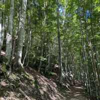 Gamspfad durch den Wald