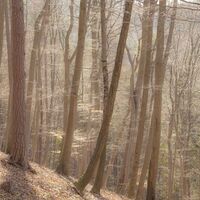 Wald der Ruhe (c) Pater Martin