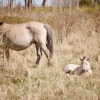 Pferd mit Fohlen Kleiberg