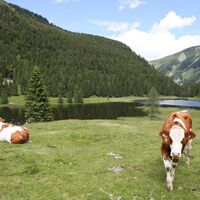 Seewaldsee St.Koloman