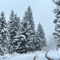 verschneiter Forstweg (Bellevue-Alm Weg)