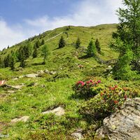 Die Baumgrenze ist erreicht. Nur noch einzelne Bäume wachsen weiter oben.