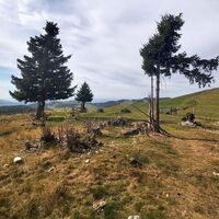 Sommeralm_Naturpark Almenland_Oststeiermark