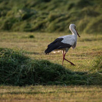 Storch in Kranenburg