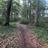Single Trail zum Baienberg