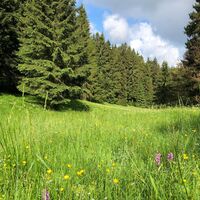 Wiese im Langebachtal