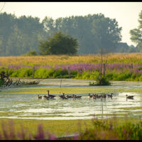 Wildgänse im Wasser mit Blumenumsäumten Ufer