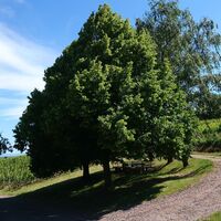Picknickplatz im Schatten