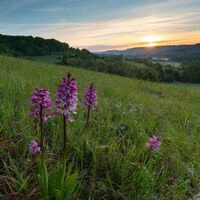 Orchideengebiet in Gersheim
